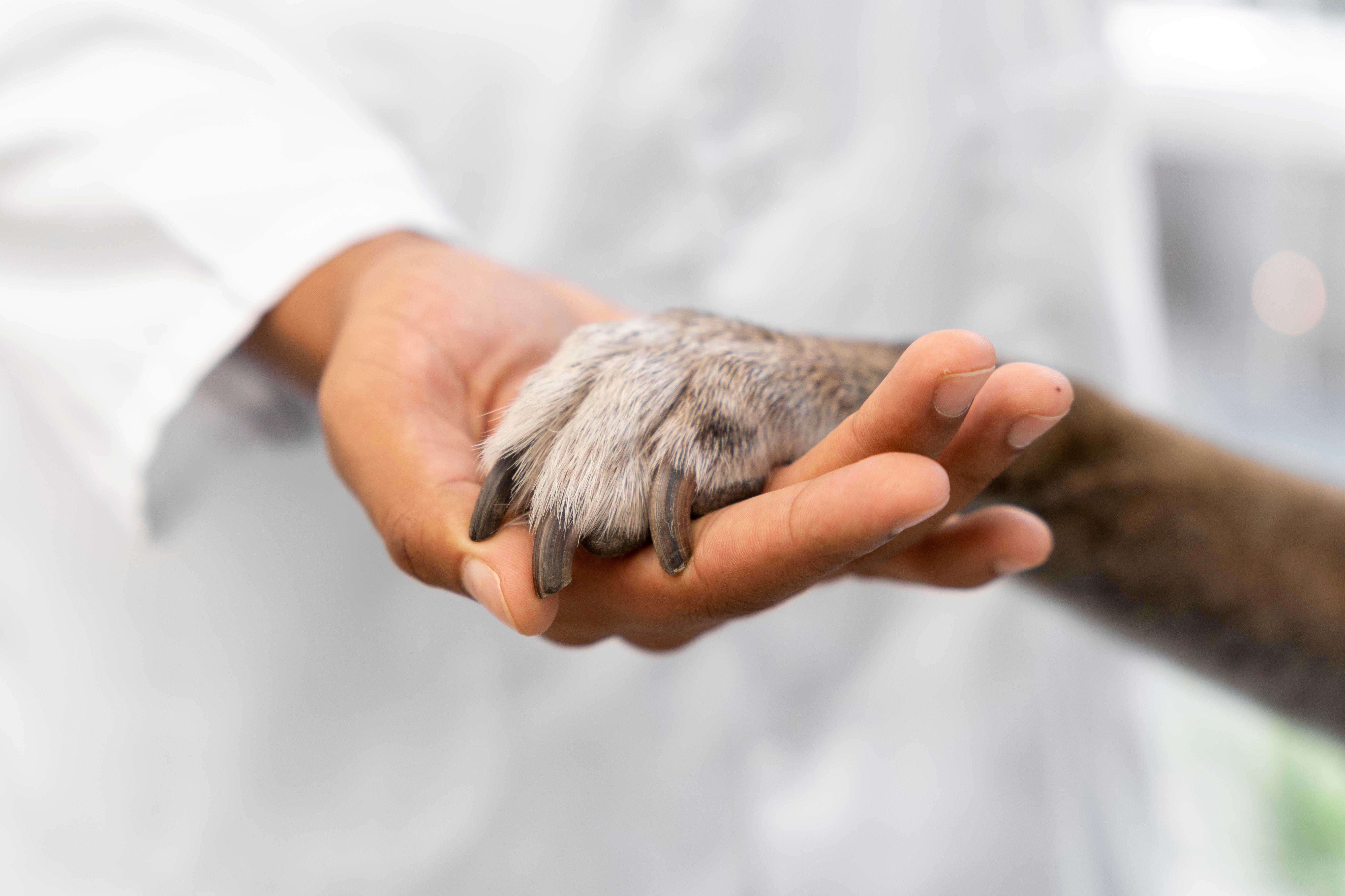 Quimioterapia Veterinária Landing Image