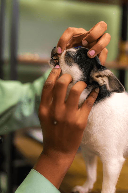 Odontologia Landing Image