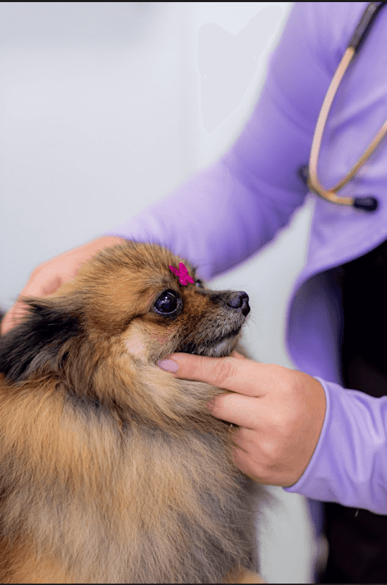 Atendimento Domiciliar Landing Image